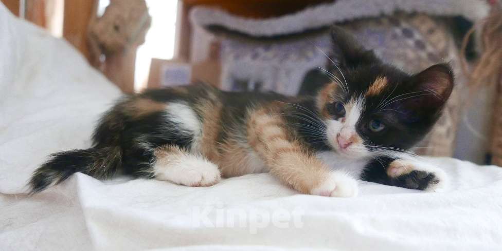 Кошки в Красногорске: Трехцветка Бусечка Девочка, 50 руб. - фото 4