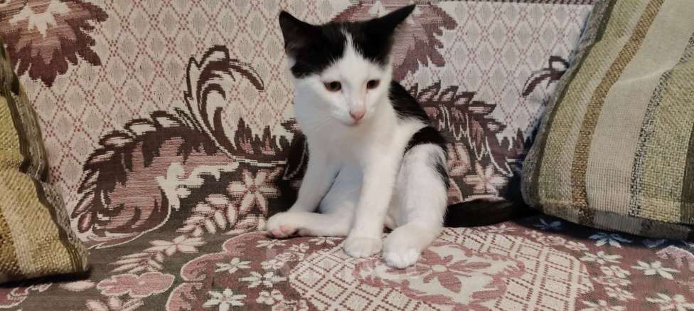 Кошки в других городах Воронежской области: Отдадим в хорошие руки  Мальчик, Бесплатно - фото 2