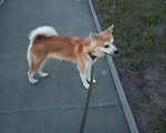Собаки в Челябинске: Отдам собаку в добрые руки  Девочка, Бесплатно - фото 3