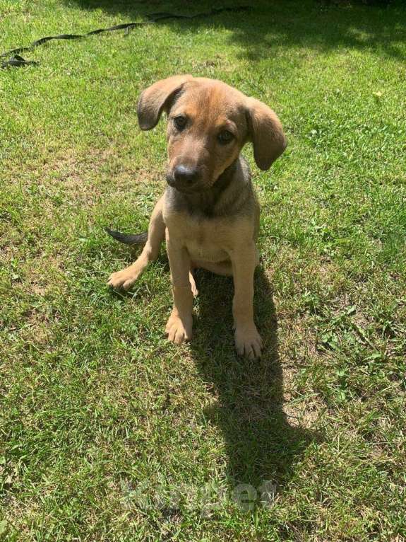 Собаки в Санкт-Петербурге: Ласковые бархатные щеночки Девочка, Бесплатно - фото 7