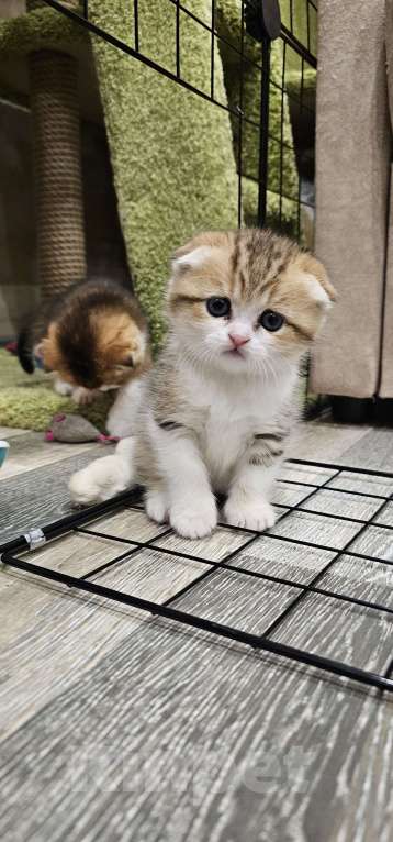 Кошки в Балашихе: Шотландская бусинка Девочка, 30 000 руб. - фото 2