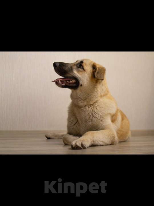 Собаки в Москве: Щенок в добрые руки Мальчик, Бесплатно - фото 3