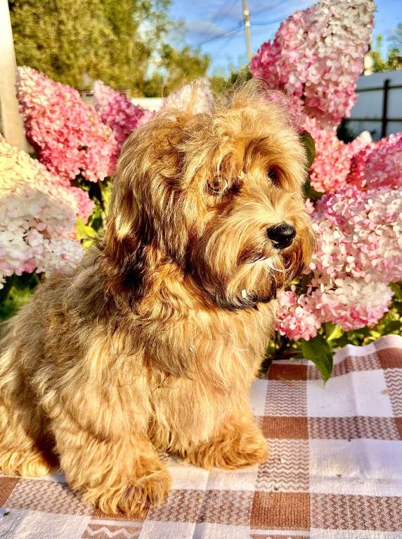 Собаки в Москве: Девочка Гаванский бишон  Девочка, 85 000 руб. - фото 5