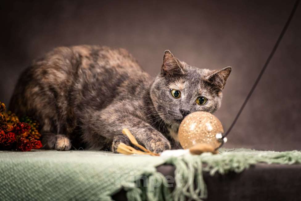 Кошки в Клине: Ася — красавица с редким окрасом Девочка, Бесплатно - фото 4