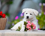 Собаки в Санкт-Петербурге: Высокопородный щенок белой швейцарской овчарки,Девочка 2 Девочка, 70 000 руб. - фото 1