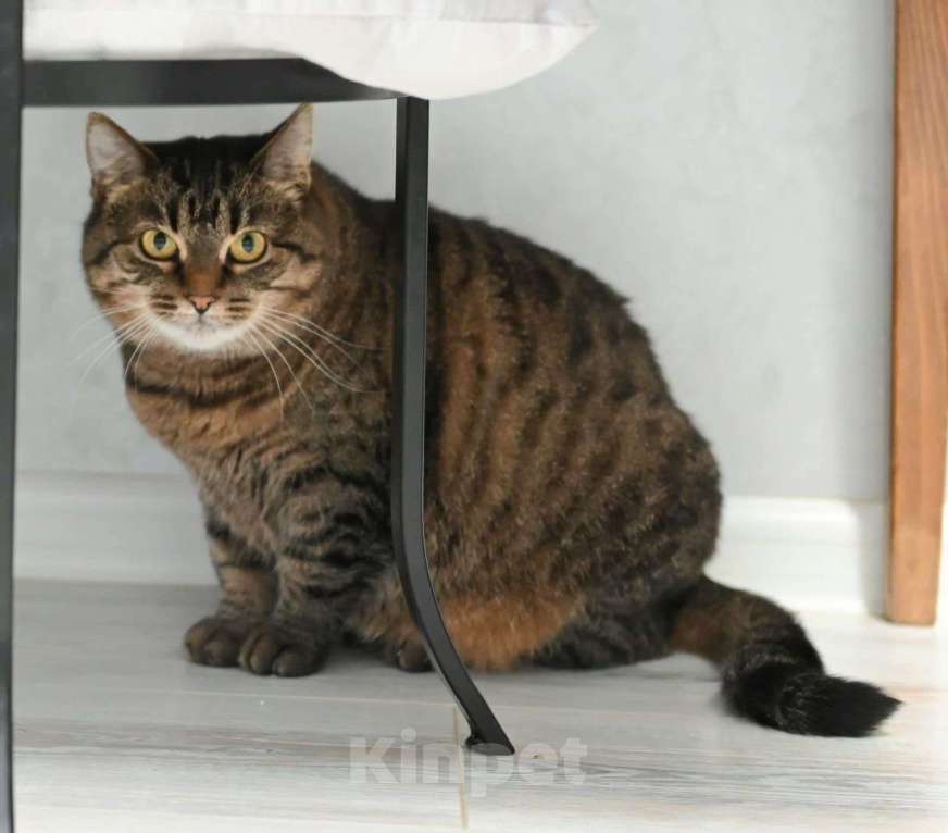 Кошки в Москве: Ева ищет семью  Девочка, Бесплатно - фото 5