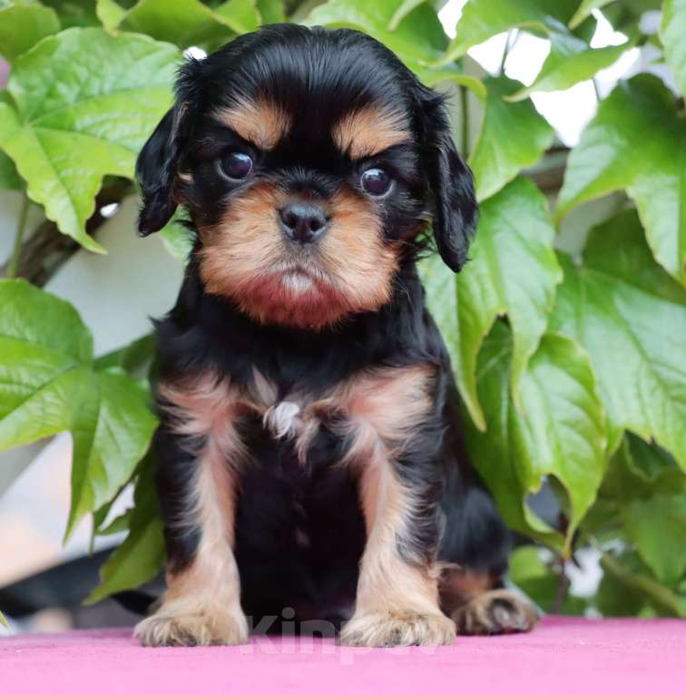 Собаки в Балашихе: Джекпотик ЧП Мальчик, Бесплатно - фото 2