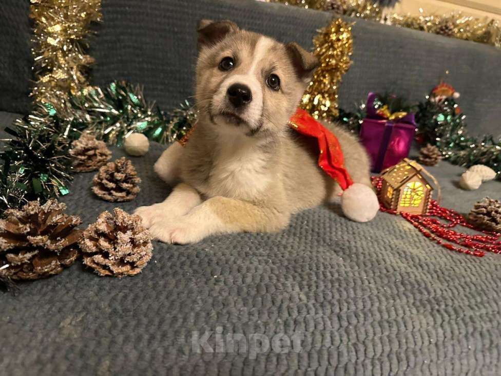 Собаки в Лосином-Петровском: Эдвин якутенок  Мальчик, Бесплатно - фото 6