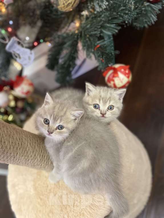 Кошки в Белгороде: Шотландская девочка Девочка, 10 000 руб. - фото 8