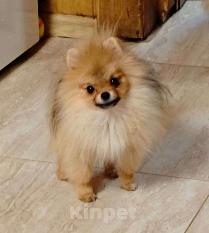 Собаки в Раменском: Девочка шпица Девочка, 20 000 руб. - фото 3