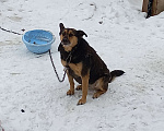 Собаки в Нижнем Новгороде: Красивая,добрая девочка ищет своего человека Девочка, Бесплатно - фото 1