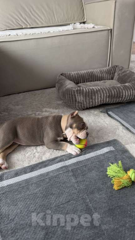 Собаки в Одинцово: Продам щенка , американский булли покет Девочка, 100 000 руб. - фото 4