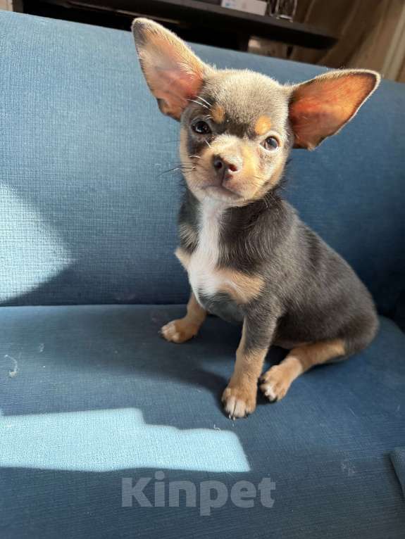 Собаки в других городах Московской области: Мальчик чихуахуа лиловый  Мальчик, 30 000 руб. - фото 4