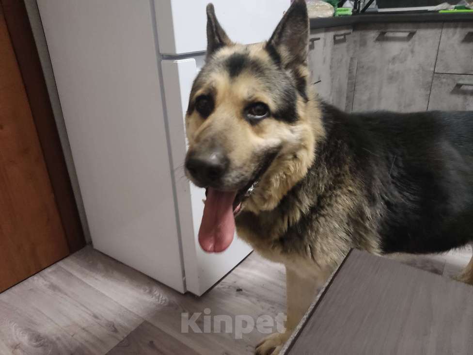 Собаки в Ставрополе: Найдена немецкая овчарка, г Ставрополь, кобель Мальчик, Бесплатно - фото 5