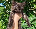 Кошки в Санкт-Петербурге: Котята мейн-кун Девочка, 35 000 руб. - фото 6