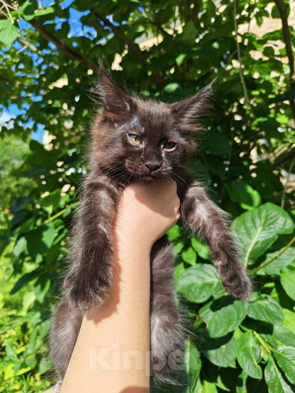 Кошки в Санкт-Петербурге: Котята мейн-кун Девочка, 35 000 руб. - фото 6
