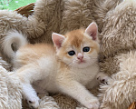 Кошки в Сочи: Шотландские вислоухие котята Разнополые, Бесплатно - фото 9