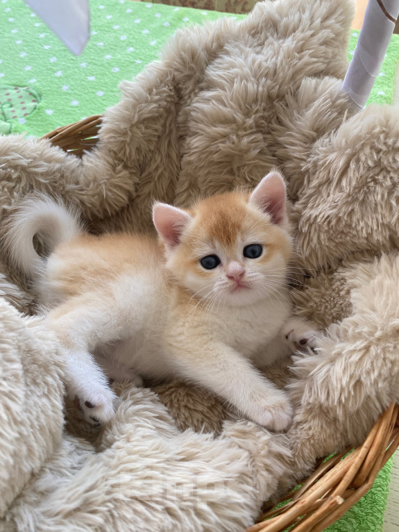 Кошки в Сочи: Шотландские вислоухие котята Разнополые, Бесплатно - фото 9