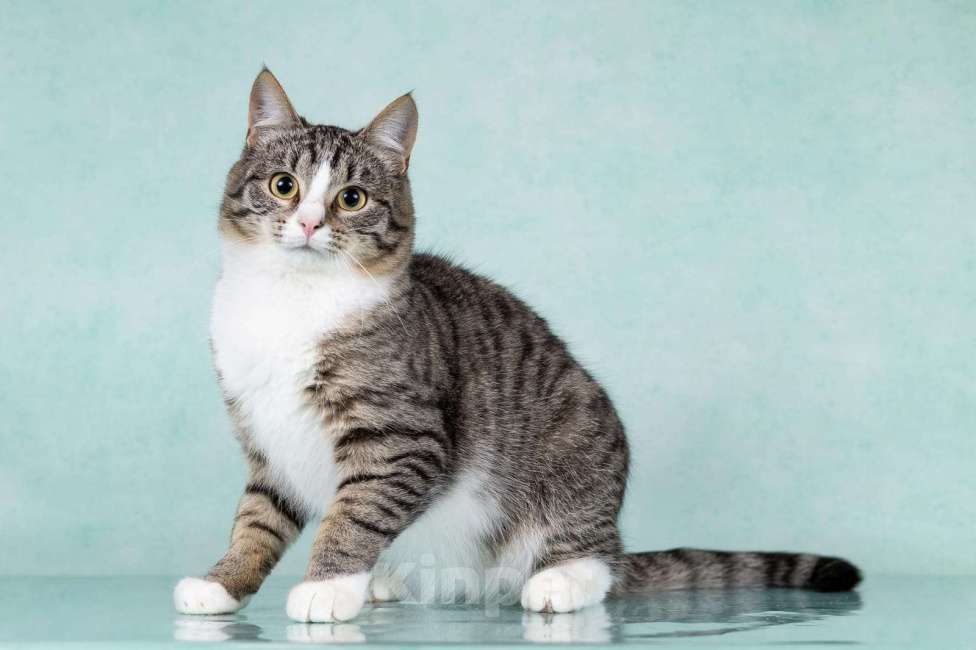 Кошки в Москве: Котики Тоша и Таша в добрые руки Мальчик, Бесплатно - фото 4