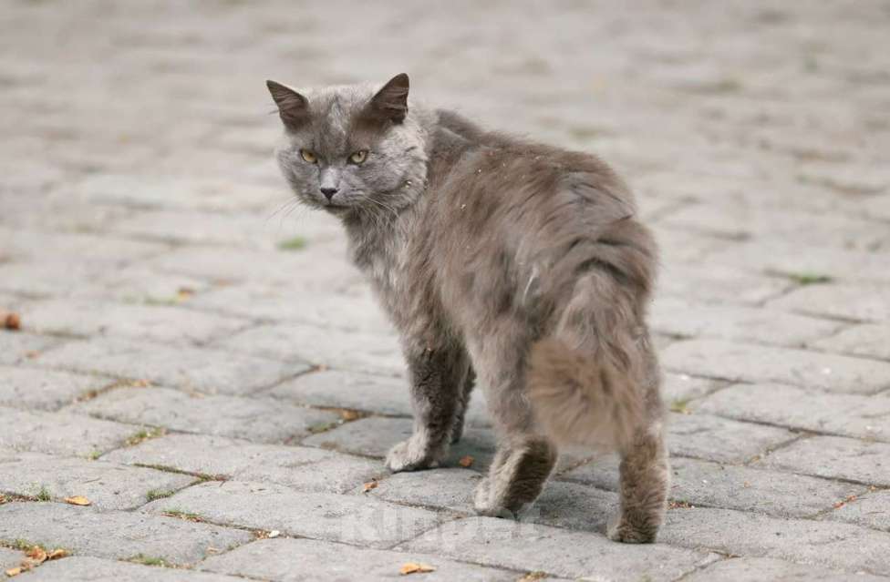 Кошки в Москве: Шикарный Дымок - метис нибелунга (1,5 г.) в дар Мальчик, Бесплатно - фото 5