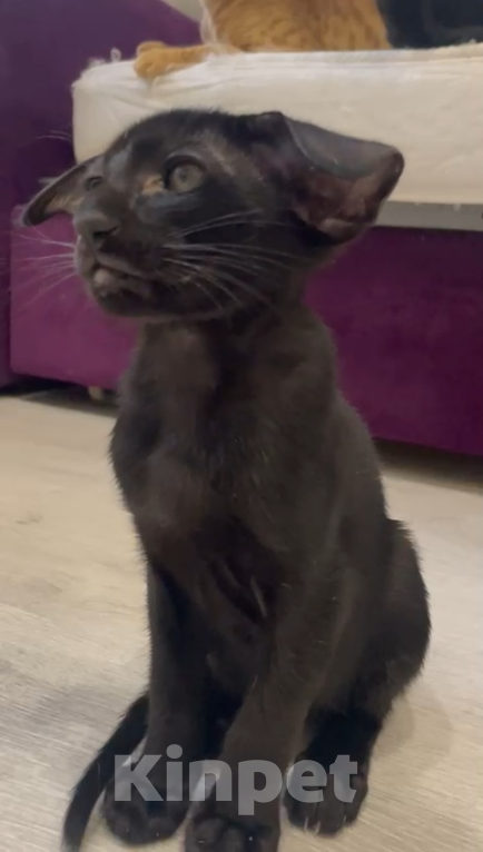 Кошки в Челябинске: Ориентальный мальчик  Мальчик, 190 000 руб. - фото 4