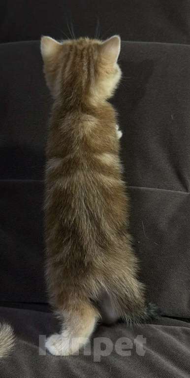 Кошки в Москве: Британская короткошерстная золотого окраса Разнополые, 30 000 руб. - фото 3