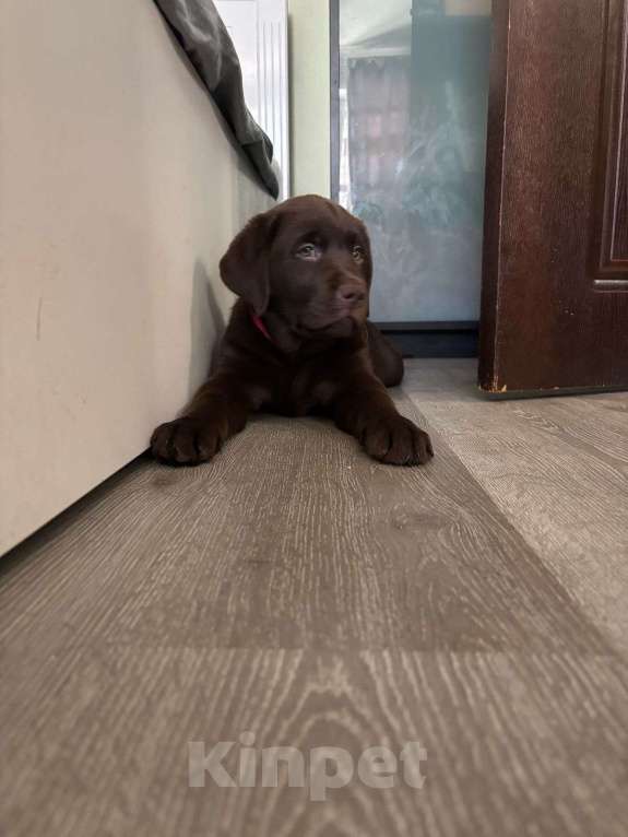 Собаки в Люберцах: ЭЛИТНЫЙ ЩЕНОК ЛАБРАДОРА- РЕТРИВЕРА, ШОКОЛАДНОГО ОКРАСА Девочка, 100 000 руб. - фото 7