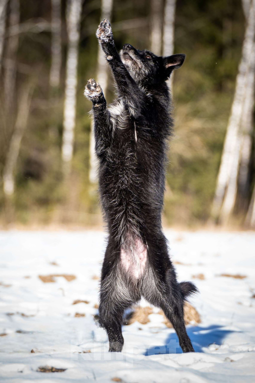 Собаки в Клине: Веста — добродушная собачка Девочка, Бесплатно - фото 9