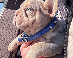 Собаки в Москве: Французский бульдог мальчик Мальчик, 100 000 руб. - фото 2