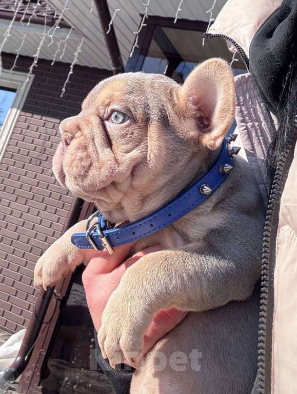 Собаки в Москве: Французский бульдог мальчик Мальчик, 100 000 руб. - фото 2