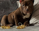 Собаки в Чехове: Щенки Американский Булли Мальчик, 80 000 руб. - фото 1