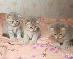 Кошки в Йошкаре-Оле: Вязка, 2 000 руб. - фото 3