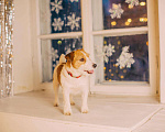 Собаки в Смоленске: Кобель для вязки ДЖЕК Рассел терьер Мальчик, Бесплатно - фото 2