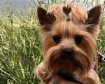 Собаки в Липецке: Вязка йоркширского терьера, 5 000 руб. - фото 4