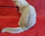 Кошки в Палласовке: Муром предлагается, Бесплатно - фото 2
