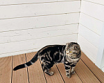 Кошки в Тамбове: Шотландские котята, 11 000 руб. - фото 5