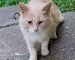 Кошки в Рыбинске: Кохаку Мальчик, Бесплатно - фото 1