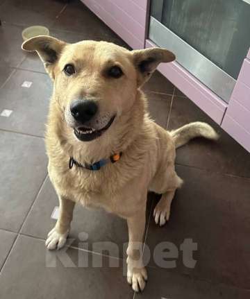 Собаки в Москве: Лапус самый человекооренированный пёс на свете! Мальчик, Бесплатно - фото 4