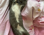 Кошки в Коломне: Пропал кот Мальчик, Бесплатно - фото 4