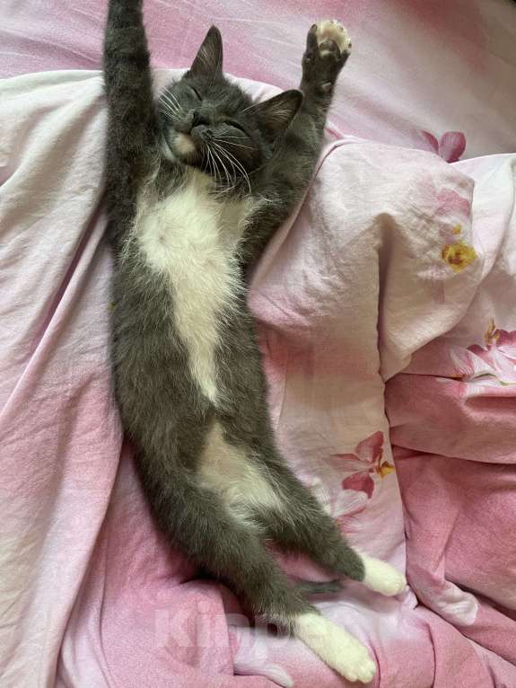 Кошки в Коломне: Пропал кот Мальчик, Бесплатно - фото 4