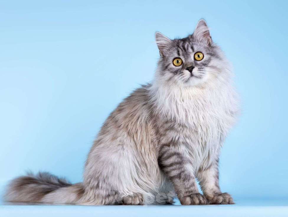 Кошки в Москве: Плюшевый юный котик Барни Мальчик, Бесплатно - фото 3