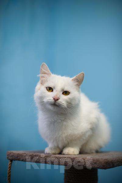 Кошки в Москве: Милая и ласковая Бэлла ищет дом Девочка, Бесплатно - фото 3