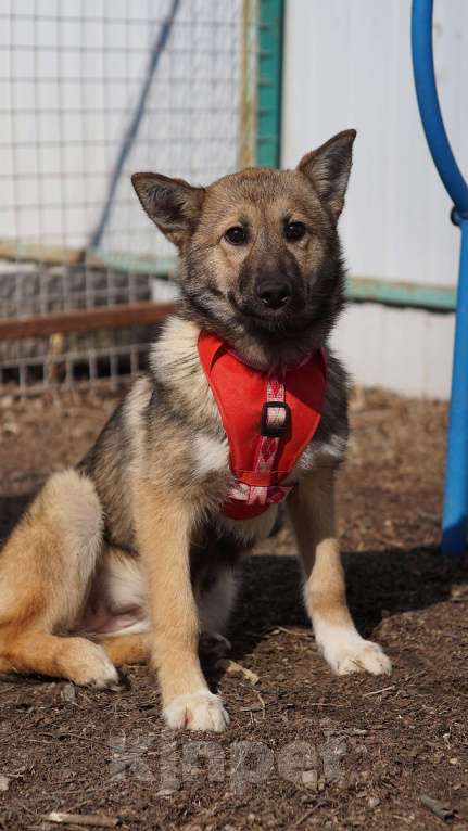 Собаки в Ногинске: Щенок ищет дом Девочка, Бесплатно - фото 2