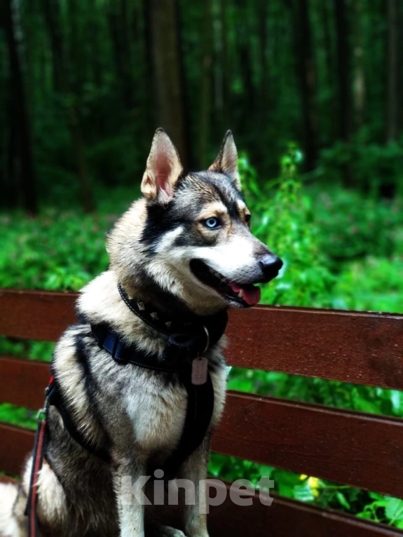 Собаки в Москве: Очень срочно отдам  Мальчик, Бесплатно - фото 2