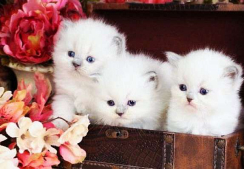 Рэгдолл потрясающие девочки