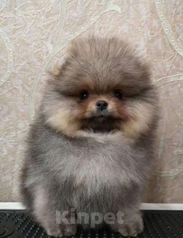 Собаки в Самаре: Шпицы карандаши, 1 руб. - фото 6