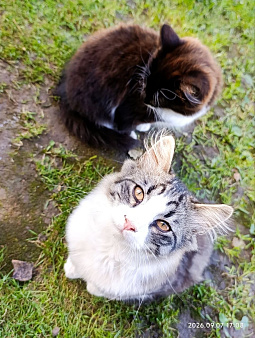 Котята в добрые руки