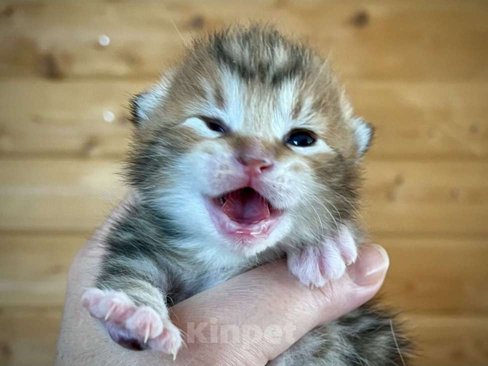 Кошки в других городах Московской области: Silk Lion Мальчик, 45 000 руб. - фото 3