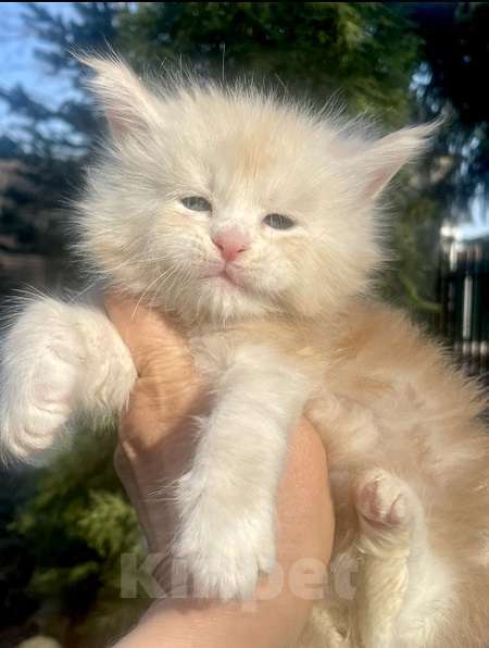 Кошки в других городах Ленинградской области: Мейн кун котята от профессионалов Мальчик, Бесплатно - фото 1