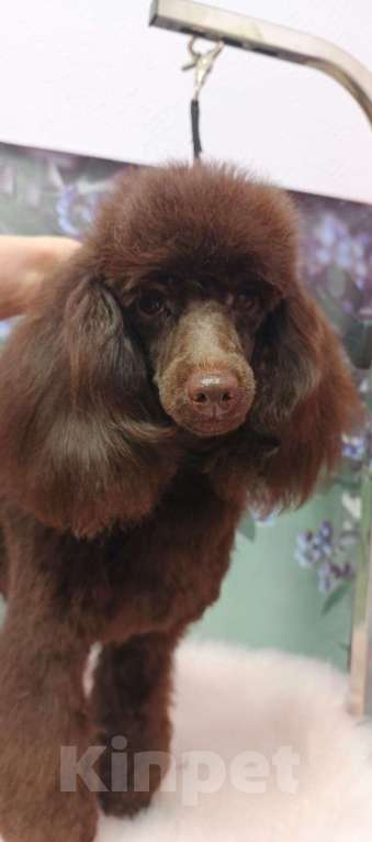 Собаки в Твери: Сука шоколадная миниатюра 9 месяцев РКФ Девочка, 120 000 руб. - фото 2